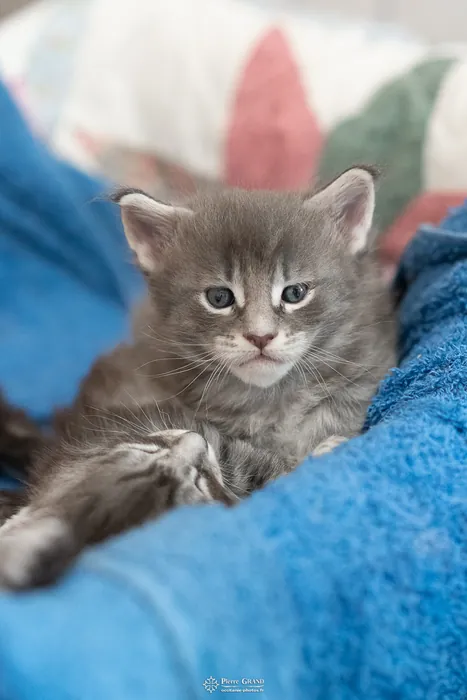 Abacoon's ARIEL, chaton Maine Coon de la portée du 27 décembre 2025, élevage Abacoon