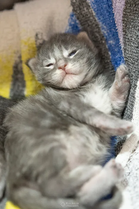 Abacoon's ARIEL, chaton Maine Coon de la portée du 27 décembre 2025, élevage Abacoon