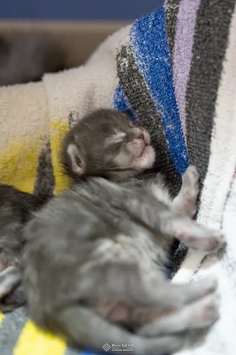 Abacoon's ARIEL, chaton Maine Coon de la portée du 27 décembre 2025, élevage Abacoon