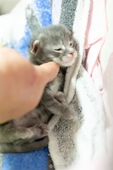 Abacoon's ARIEL, chaton Maine Coon de la portée du 27 décembre 2025, élevage Abacoon