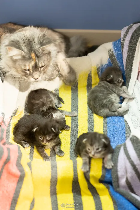 Chatons Maine Coon de la portée du 27 décembre 2025, élevage Abacoon