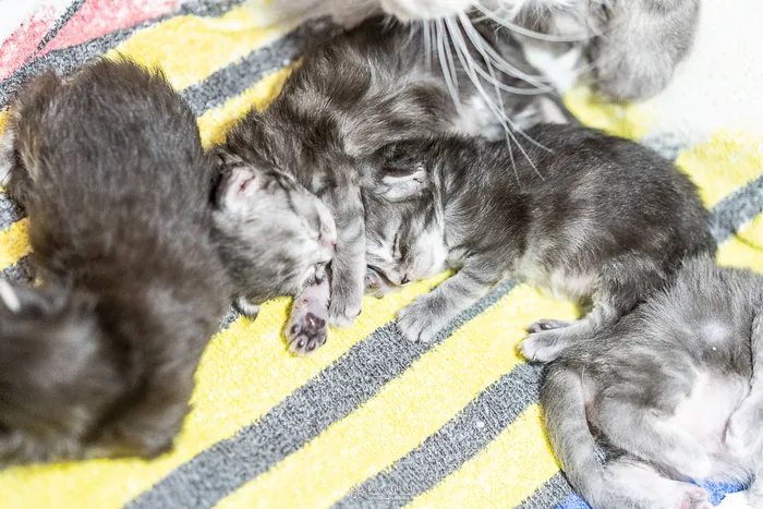 Chatons Maine Coon de la portée du 27 décembre 2025, élevage Abacoon