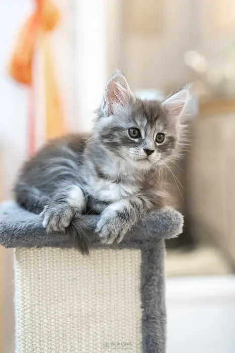 Abacoon's ALIZAH, chaton Maine Coon de la portée du 27 décembre 2025, élevage Abacoon