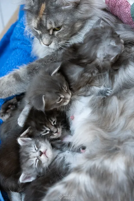 Chatons Maine Coon de la portée du 27 décembre 2025, élevage Abacoon