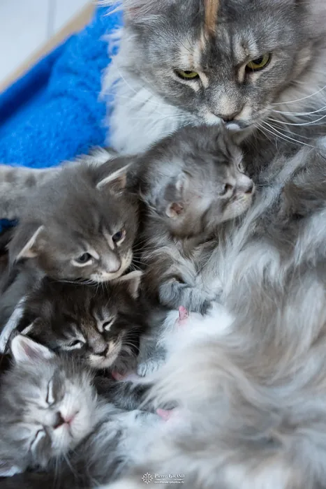 Chatons Maine Coon de la portée du 27 décembre 2025, élevage Abacoon