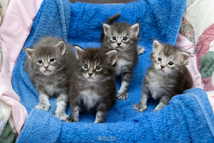 Chatons Maine Coon de la portée du 27 décembre 2025, élevage Abacoon