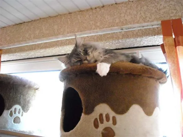 Abacoon's CHOCHAN, Maine Coon, élevage Abacoon