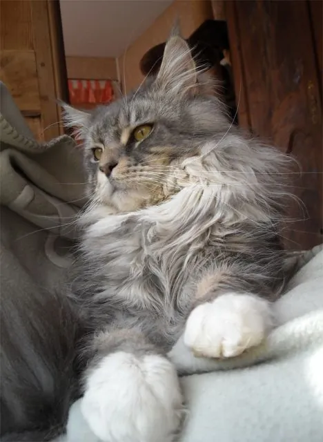 Abacoon's CHOCHAN, Maine Coon, élevage Abacoon
