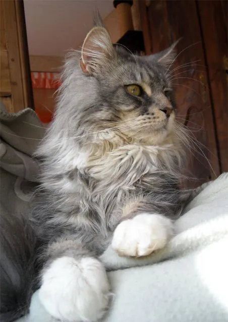 Abacoon's CHOCHAN, Maine Coon, élevage Abacoon
