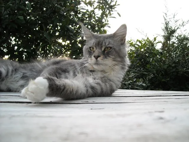 Abacoon's CHOCHAN, Maine Coon, élevage Abacoon