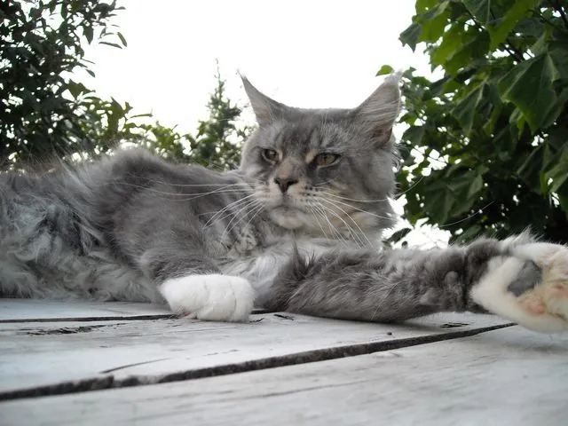 Abacoon's CHOCHAN, Maine Coon, élevage Abacoon
