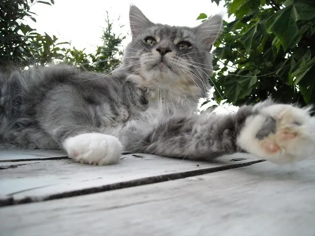 Abacoon's CHOCHAN, Maine Coon, élevage Abacoon