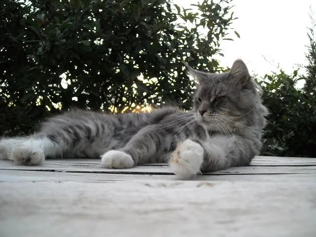Abacoon's CHOCHAN, Maine Coon, élevage Abacoon