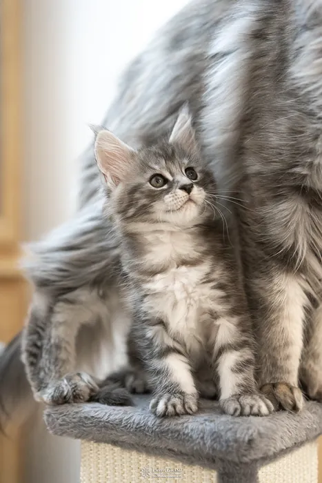 Abacoon's ALIZAH, chaton Maine Coon de la portée du 27 décembre 2025, élevage Abacoon