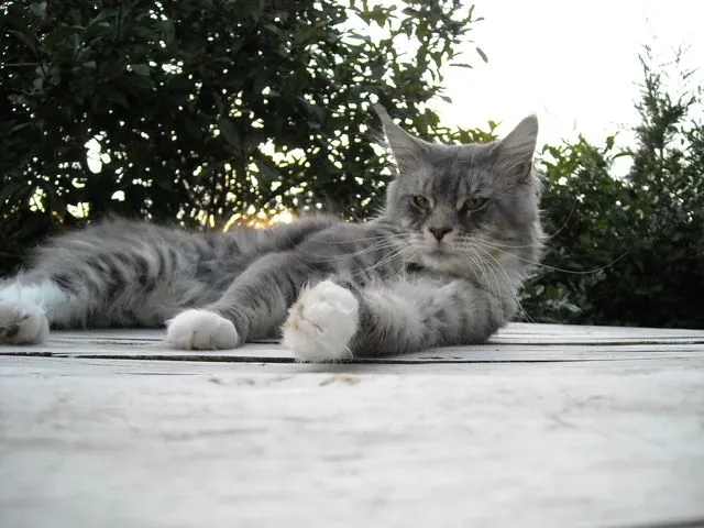 Abacoon's CHOCHAN, Maine Coon, élevage Abacoon