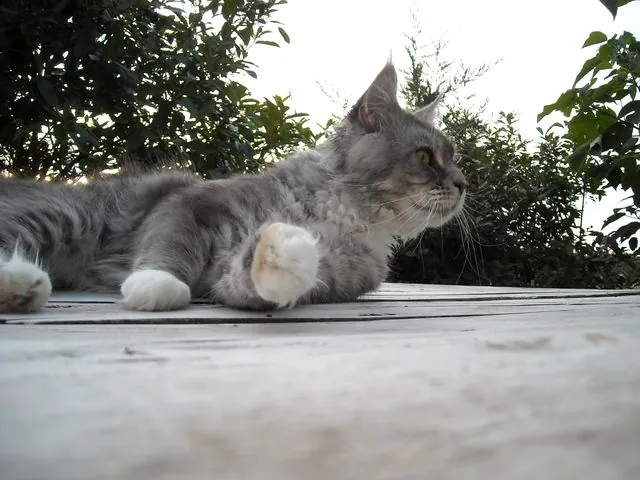 Abacoon's CHOCHAN, Maine Coon, élevage Abacoon