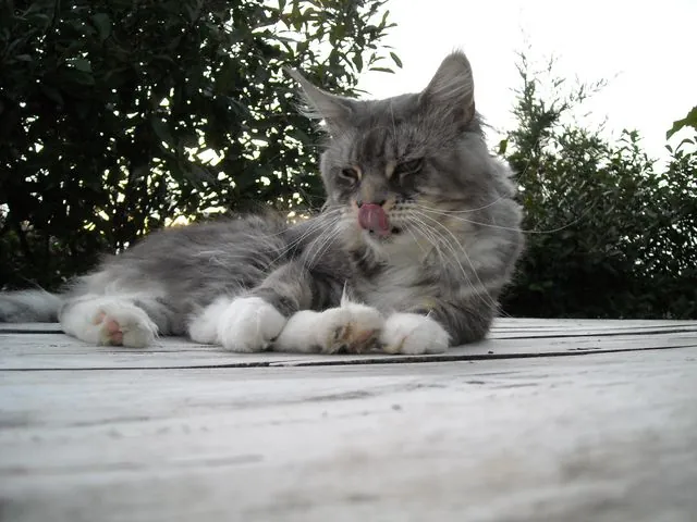 Abacoon's CHOCHAN, Maine Coon, élevage Abacoon