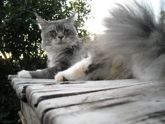 Abacoon's CHOCHAN, Maine Coon, élevage Abacoon