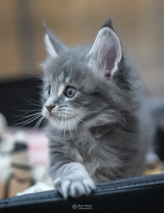 Chatons Maine Coon de la portée du 5 octobre 2024, élevage Abacoon