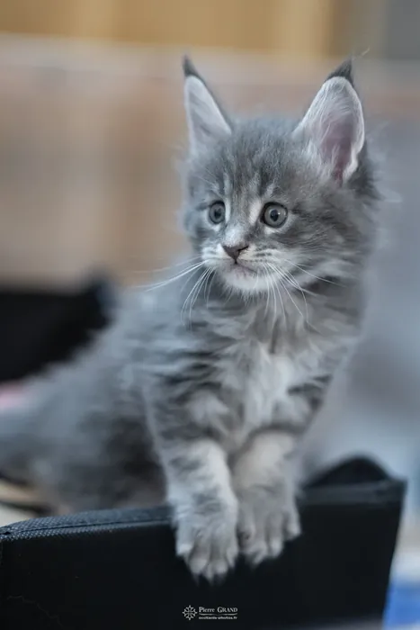 Chatons Maine Coon de la portée du 5 octobre 2024, élevage Abacoon