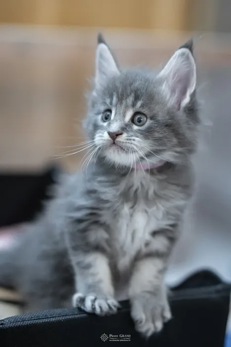 Chatons Maine Coon de la portée du 5 octobre 2024, élevage Abacoon