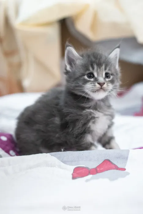 Chatons Maine Coon de la portée du 5 octobre 2024, élevage Abacoon