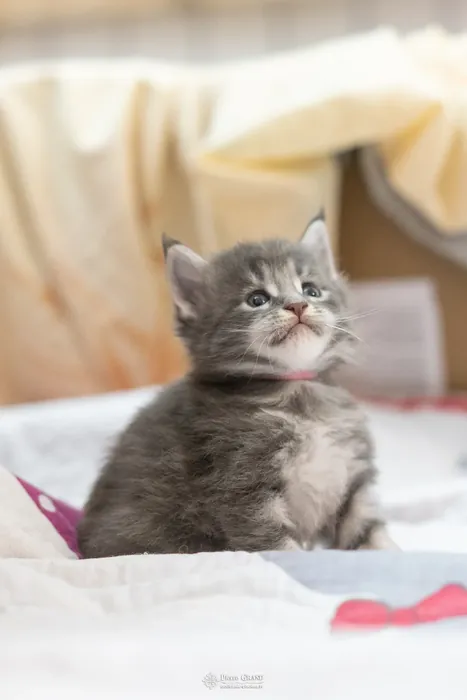 Chatons Maine Coon de la portée du 5 octobre 2024, élevage Abacoon