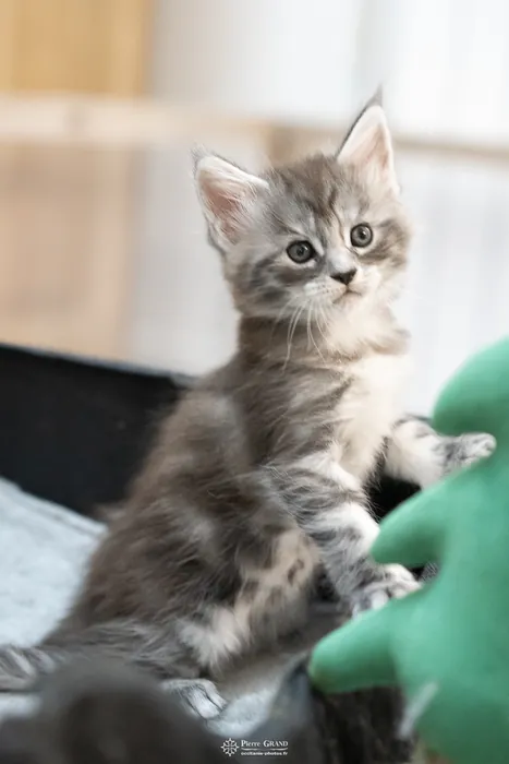 Abacoon's ALIZAH, chaton Maine Coon de la portée du 27 décembre 2025, élevage Abacoon