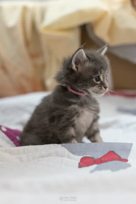 Chatons Maine Coon de la portée du 5 octobre 2024, élevage Abacoon