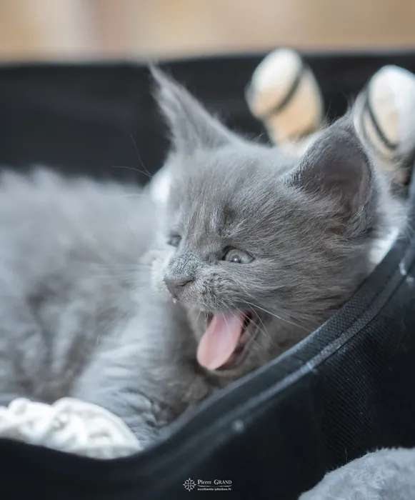 Abacoon's VICTORIA, chaton Maine Coon de la portée du 5 octobre 2024, élevage Abacoon