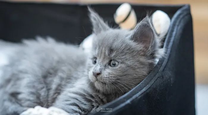 Abacoon's VICTORIA, chaton Maine Coon de la portée du 5 octobre 2024, élevage Abacoon