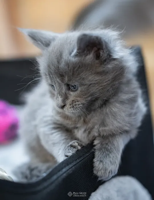 Abacoon's VICTORIA, chaton Maine Coon de la portée du 5 octobre 2024, élevage Abacoon