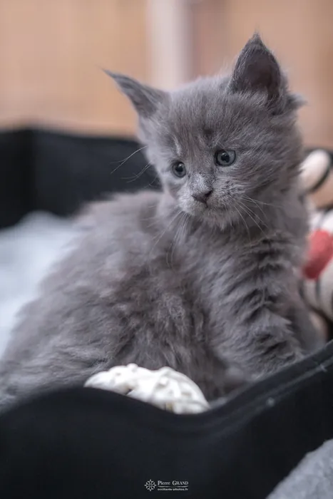 Abacoon's VICTORIA, chaton Maine Coon de la portée du 5 octobre 2024, élevage Abacoon