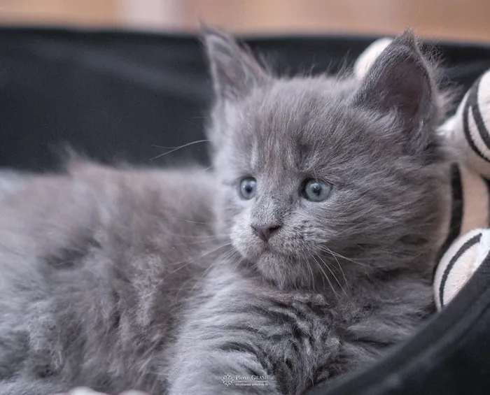 Abacoon's VICTORIA, chaton Maine Coon de la portée du 5 octobre 2024, élevage Abacoon