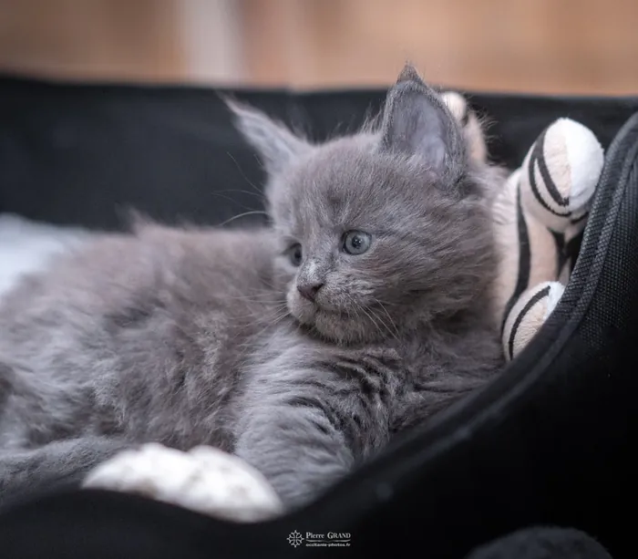 Abacoon's VICTORIA, chaton Maine Coon de la portée du 5 octobre 2024, élevage Abacoon