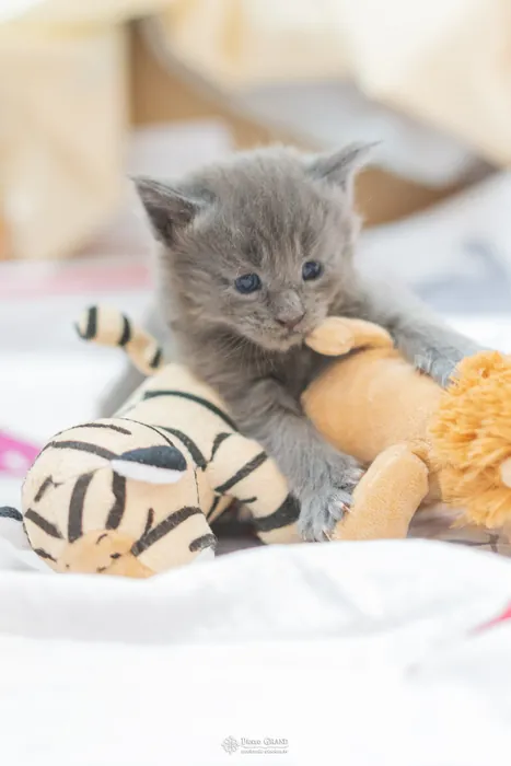 Abacoon's VICTORIA, chaton Maine Coon de la portée du 5 octobre 2024, élevage Abacoon