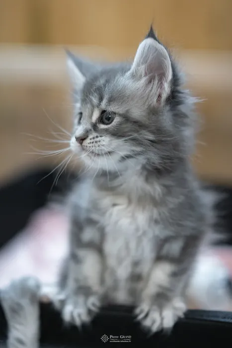 Abacoon's VLADIM, chaton Maine Coon de la portée du 5 octobre 2024, élevage Abacoon