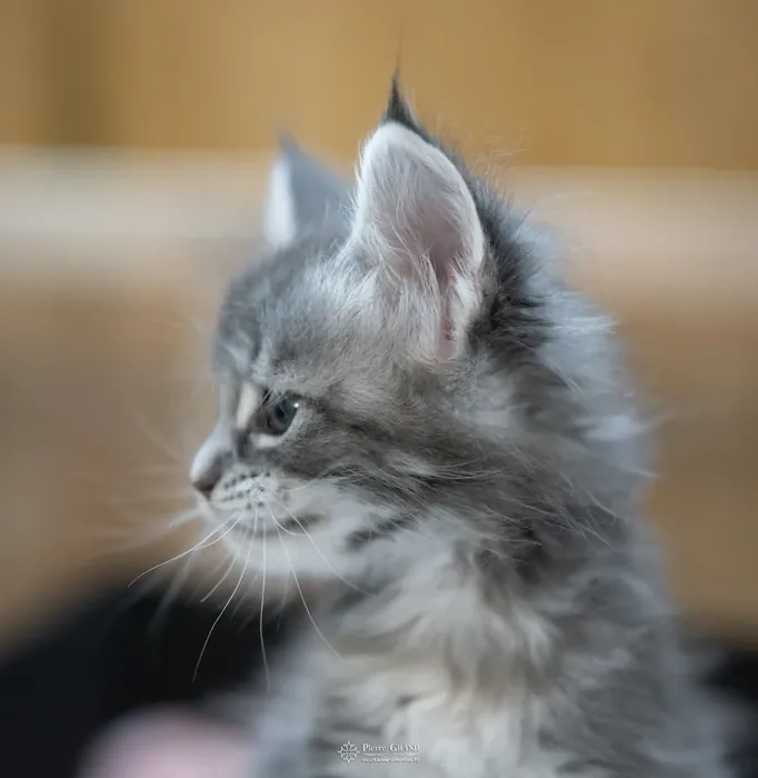 Abacoon's VLADIM, chaton Maine Coon de la portée du 5 octobre 2024, élevage Abacoon