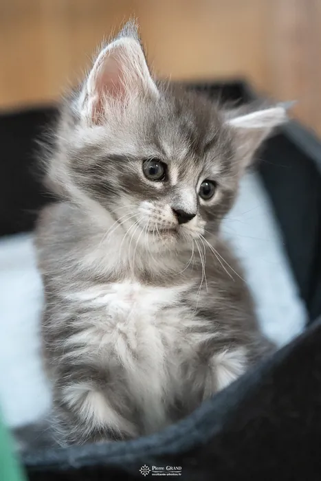 Abacoon's ALIZAH, chaton Maine Coon de la portée du 27 décembre 2025, élevage Abacoon