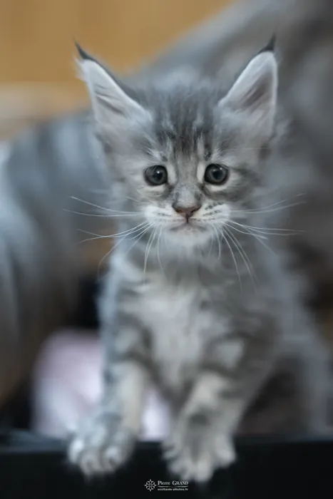 Abacoon's VLADIM, chaton Maine Coon de la portée du 5 octobre 2024, élevage Abacoon