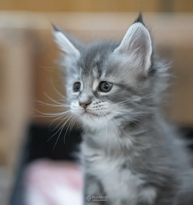 Abacoon's VLADIM, chaton Maine Coon de la portée du 5 octobre 2024, élevage Abacoon