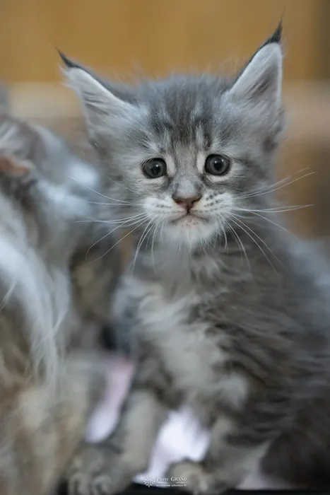 Abacoon's VLADIM, chaton Maine Coon de la portée du 5 octobre 2024, élevage Abacoon