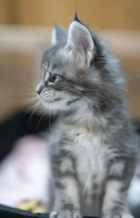 Abacoon's VLADIM, chaton Maine Coon de la portée du 5 octobre 2024, élevage Abacoon