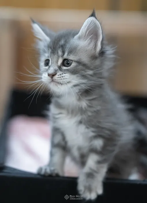Abacoon's VLADIM, chaton Maine Coon de la portée du 5 octobre 2024, élevage Abacoon