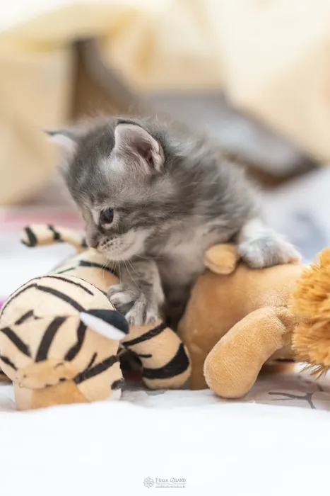 Abacoon's VLADIM, chaton Maine Coon de la portée du 5 octobre 2024, élevage Abacoon