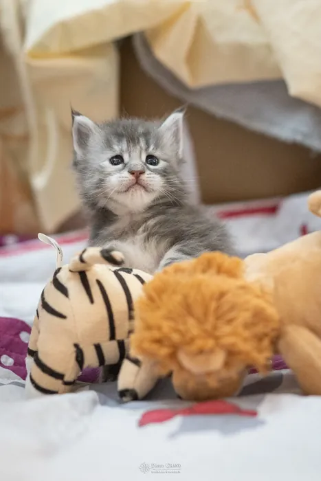 Abacoon's VLADIM, chaton Maine Coon de la portée du 5 octobre 2024, élevage Abacoon