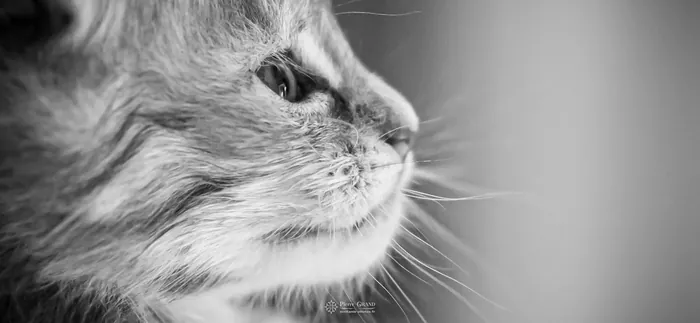 Abacoon's VLADIM, chaton Maine Coon de la portée du 5 octobre 2024, élevage Abacoon