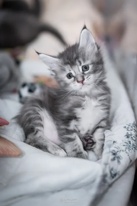 Abacoon's VLADIM, chaton Maine Coon de la portée du 5 octobre 2024, élevage Abacoon