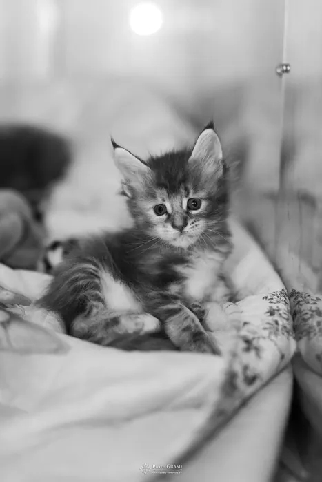 Abacoon's VLADIM, chaton Maine Coon de la portée du 5 octobre 2024, élevage Abacoon