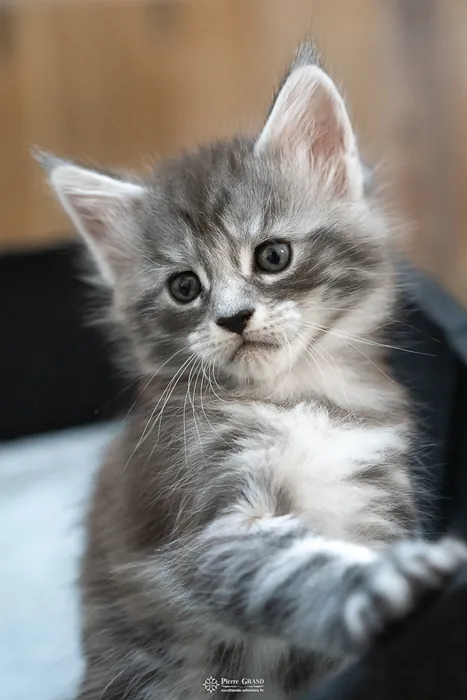 Abacoon's ALIZAH, chaton Maine Coon de la portée du 27 décembre 2025, élevage Abacoon